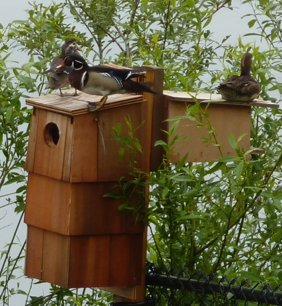 The male jumps off the fence 